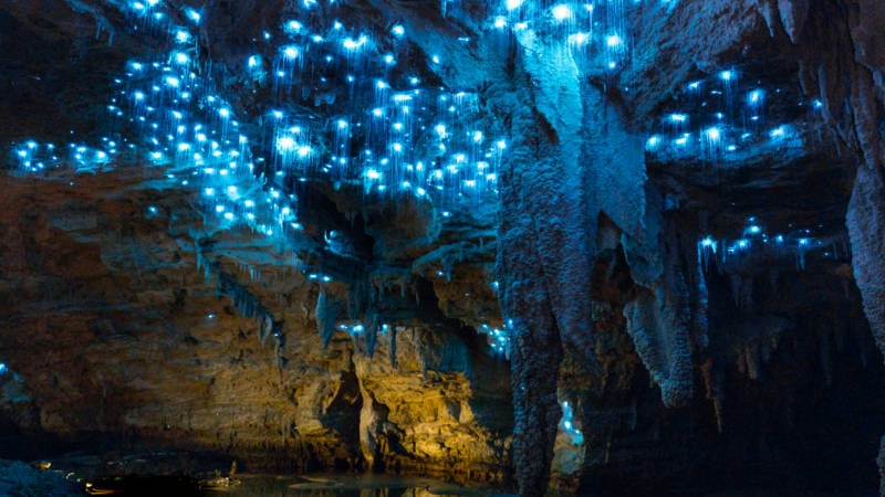 Explore Footwhistle Glowworm Cave in what will be the journey of your lifetime! This intimate cave experience is suitable for those who enjoy nature walks, boutique experiences and small groups.